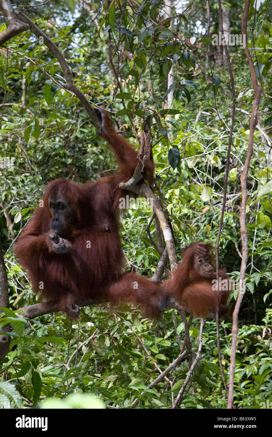 Orang-Utan [Pongo Pygmaeus] mit Kleinkind in einem Baum in Tanjung Puting NP Borneo Stockfoto