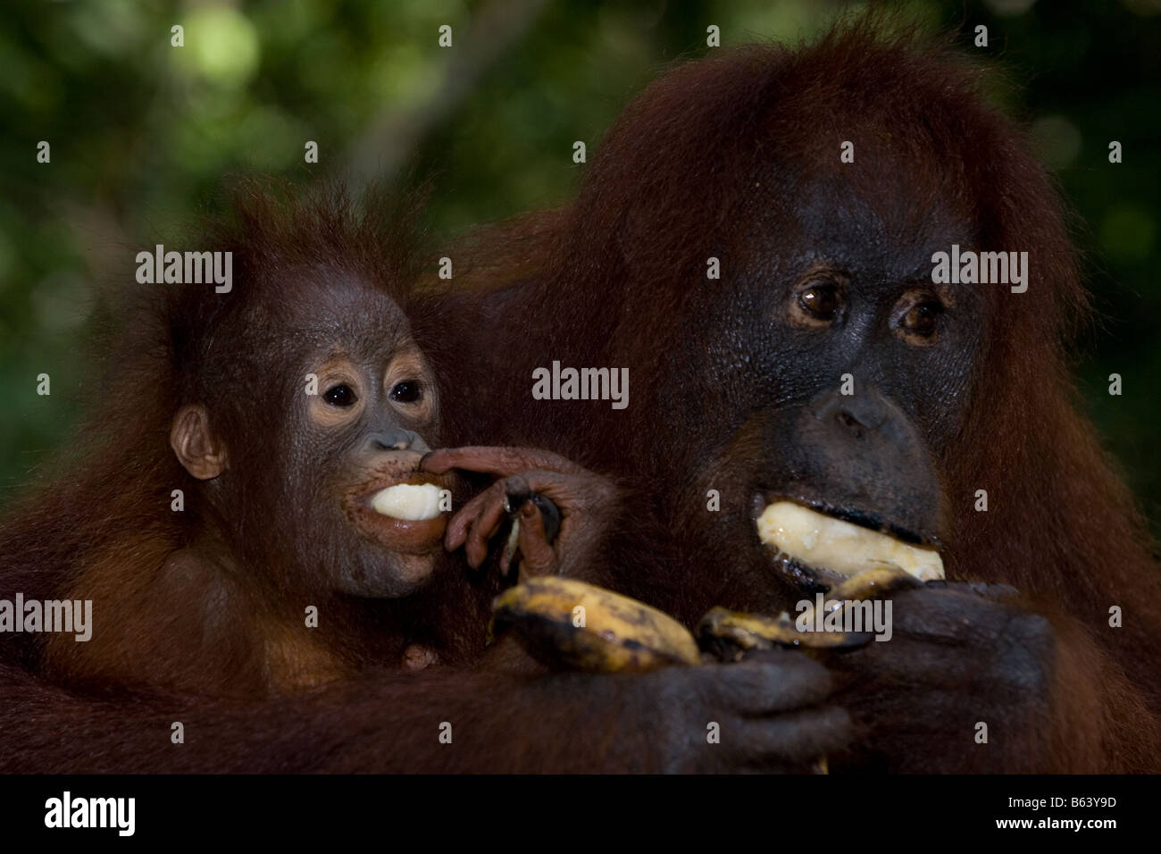 Orang-Utan [Pongo Pygmaeus] mit Kleinkind essen Bananen in Tanjung Puting NP Borneo Stockfoto