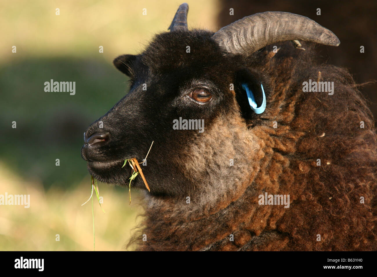 HEBRIDEAN Schafbeweidung Nottinghamshire Wildlife Trust reservieren Stockfoto