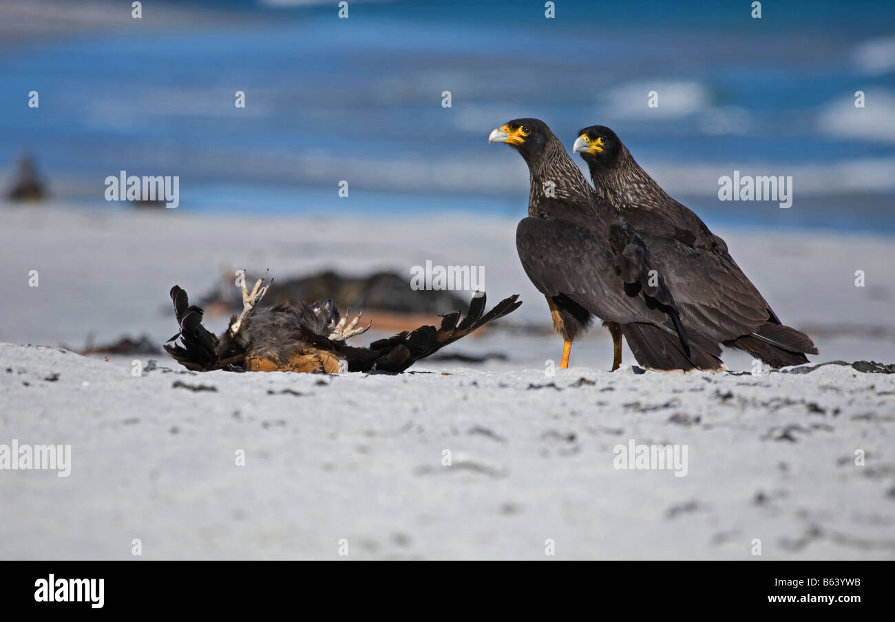 Gekerbten Caracara Kill Stockfoto