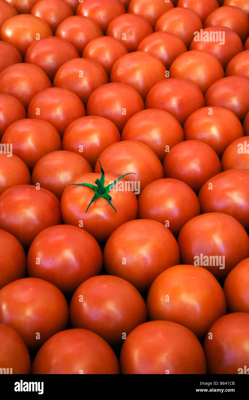 Brasilien, Goiânia, Goiás, Tomaten Stockfoto