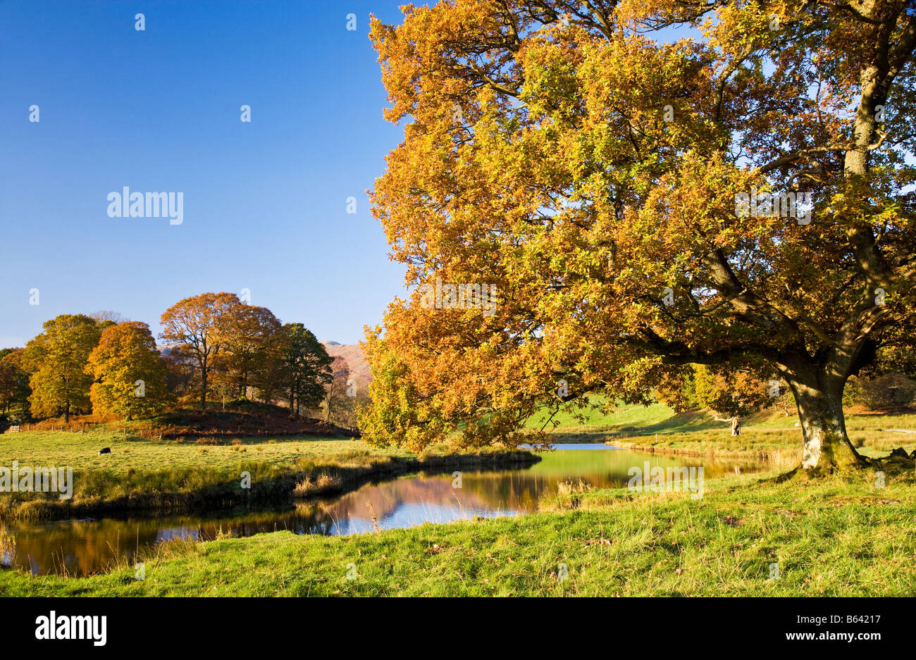 Baum mit Herbstlaub an den Ufern des Flusses Brathay in Lake District National Park, Cumbria, England, Großbritannien Stockfoto