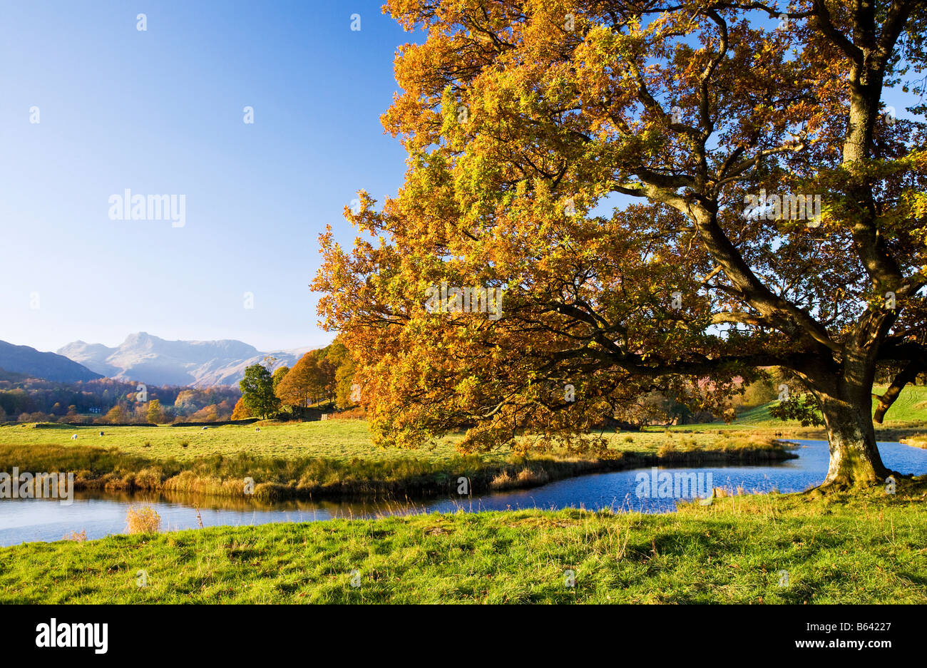 Herbstliche Ansicht über den Fluß Brathay zu den fernen Langdale Pikes in Lake District National Park, Cumbria, England, Großbritannien Stockfoto