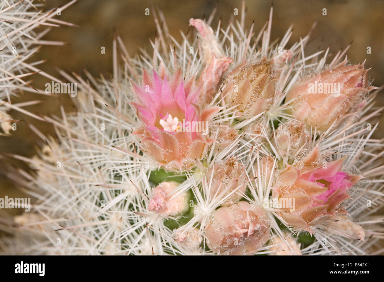 Sneed Bienenstock Kaktus kahl Sneedii Var albicolumnaria Stockfoto