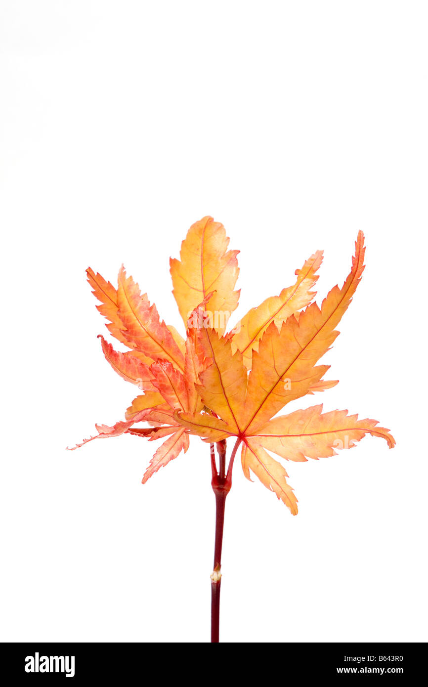 "Acer Atropurpureum" Sango-Kaku'' Senkaki Korallen Rinde Ahornblätter in Herbstfarben Stockfoto