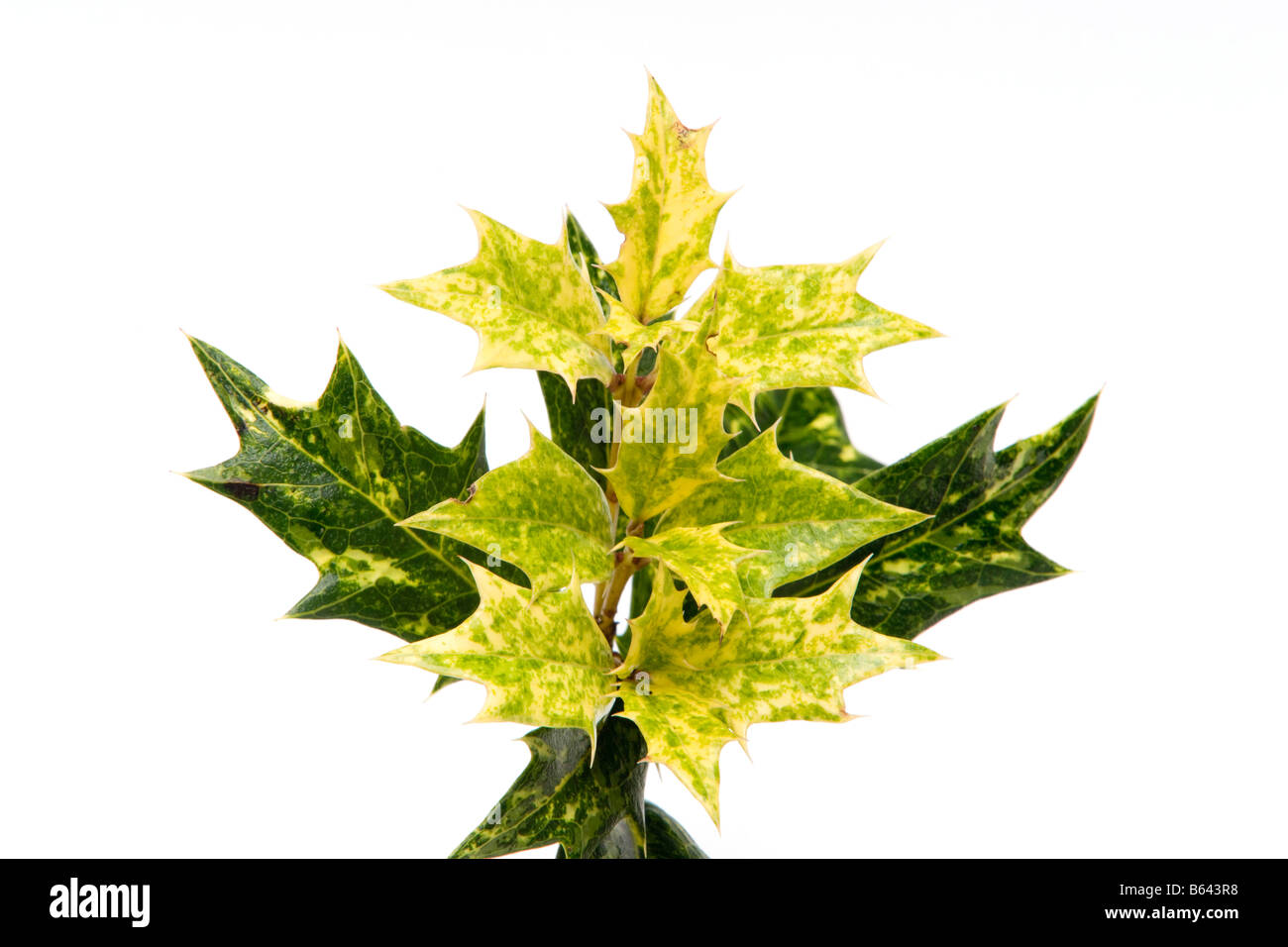 "Osmanthus Heterophyllus Goshiki" Varigated Laub "falsche Holly" Stockfoto