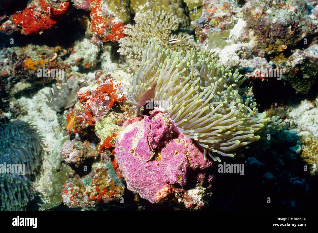 Prächtige Seeanemone, sitzt auf einem Ungiculate Schwamm. Unterwasserwelt der Malediven. Zoantharia. Stichodactylidae. Stockfoto