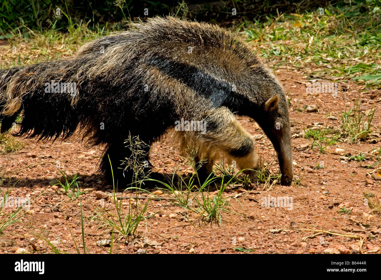 Südlichen Tamandua Stockfoto