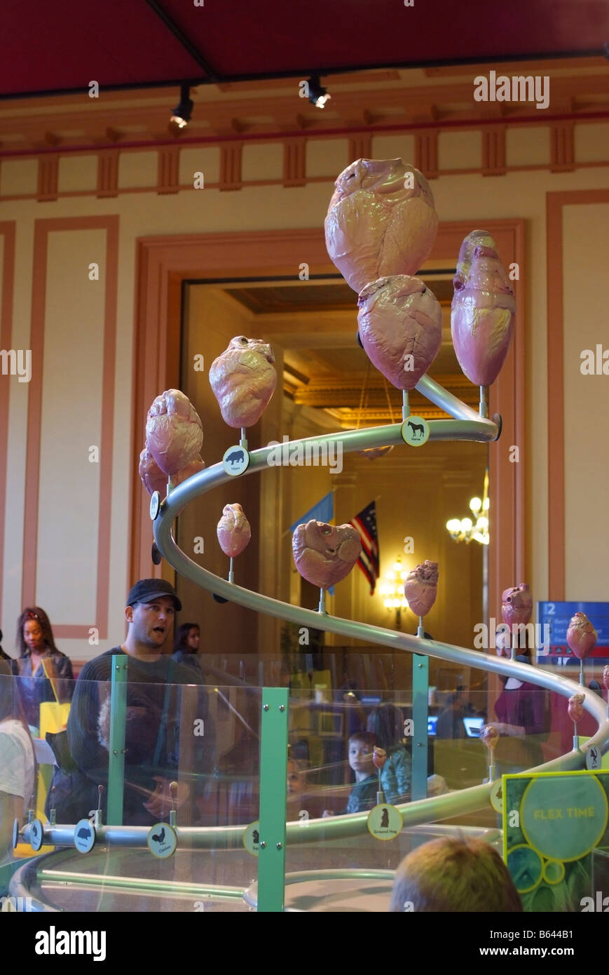 Philadelphia PA Franklin Institute Science Museum lernen über das Herz-Kreislauf-system Stockfoto