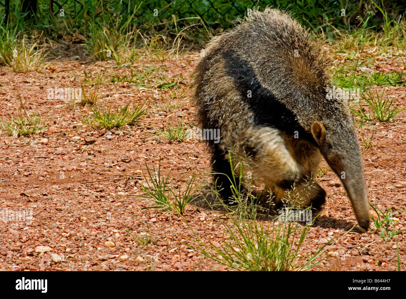 Südlichen Tamandua Stockfoto