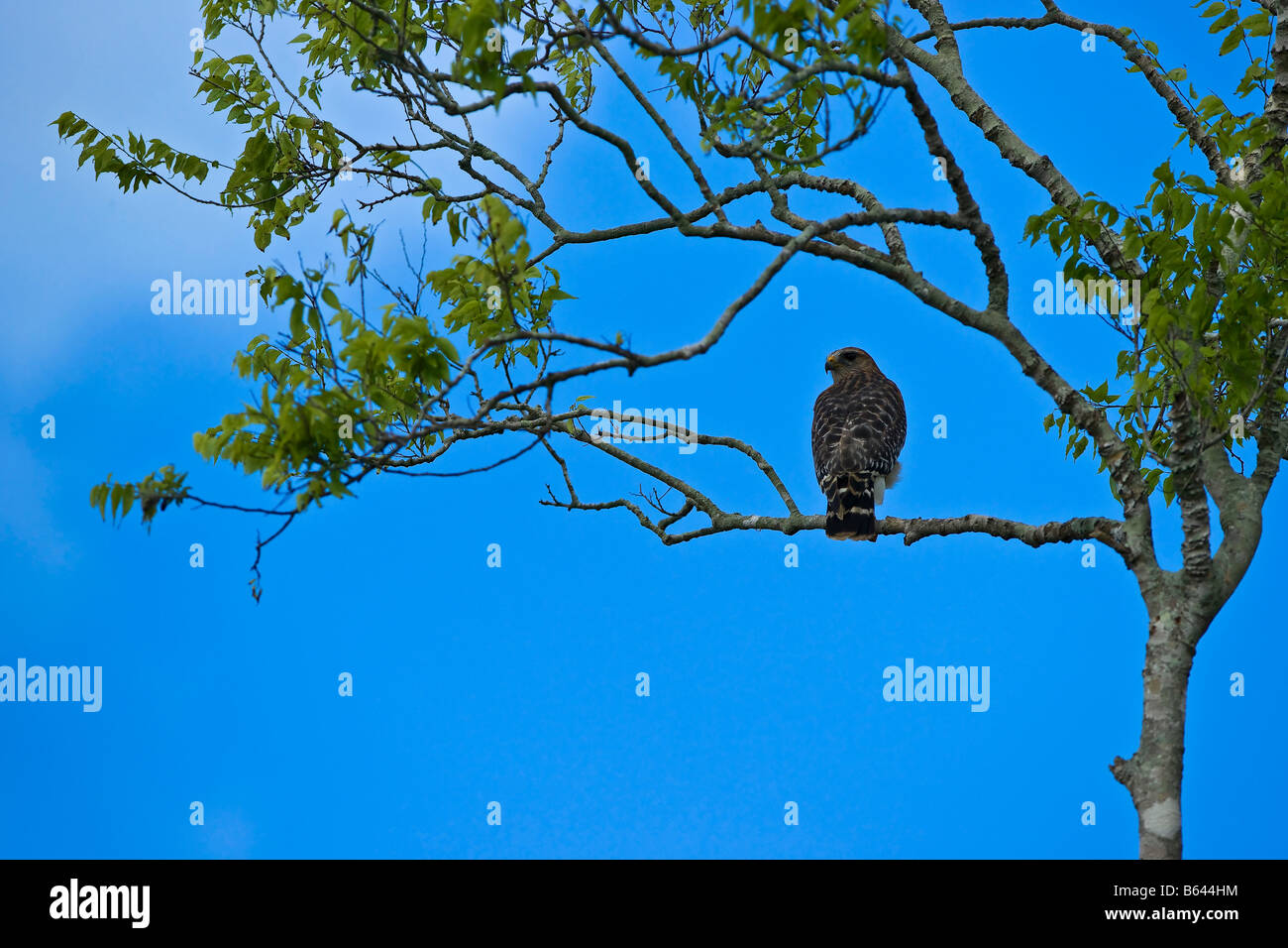 Vogel im Baum Stockfoto