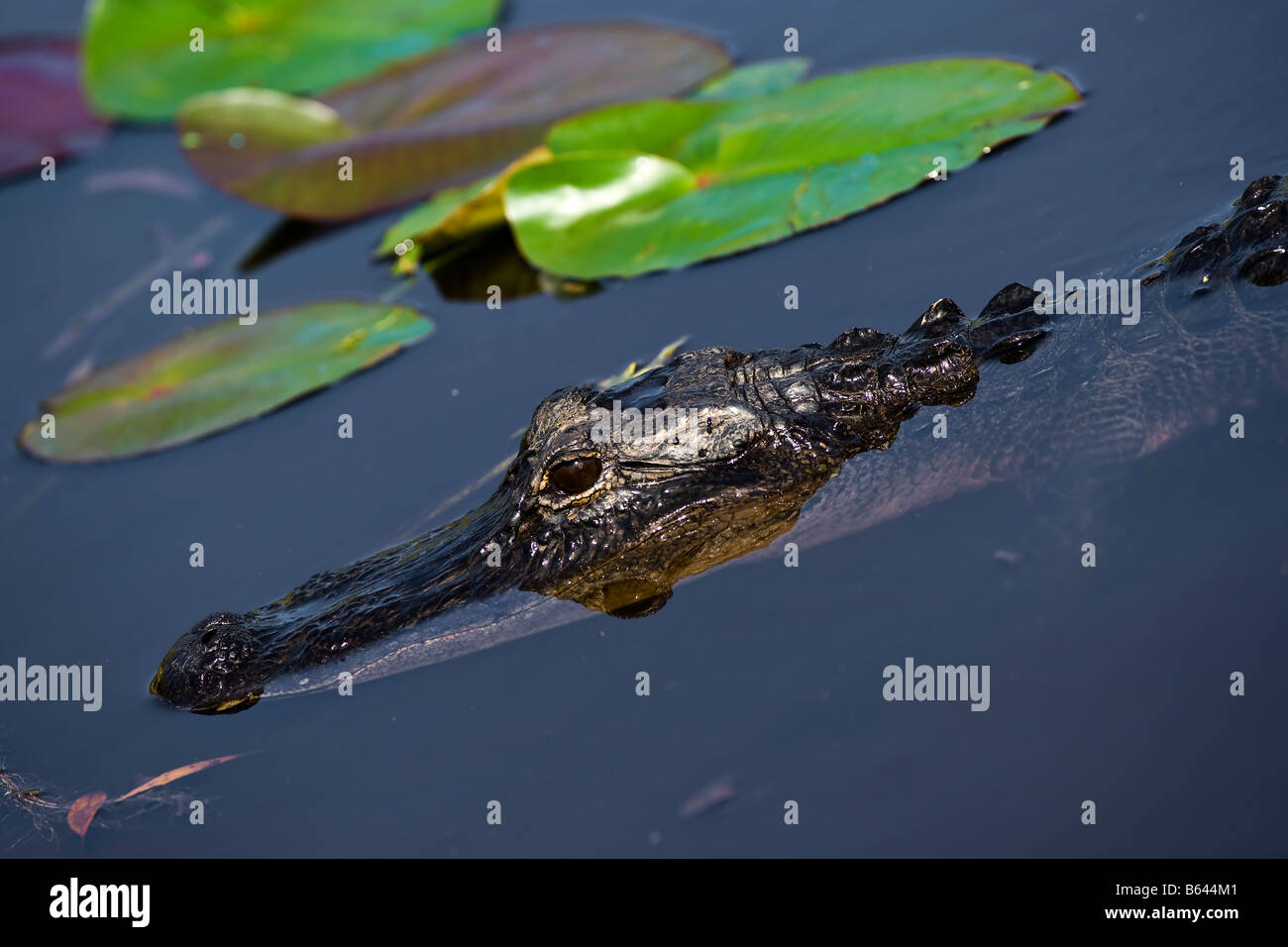 Alligator in den Everglades National Park Stockfoto