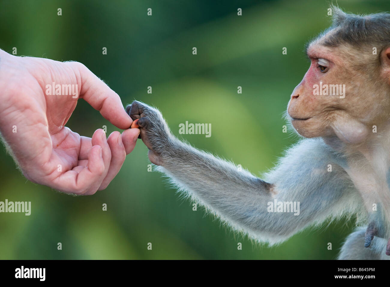 Macaca Radiata. Bonnet Macaque Affen Hand nehmend Erdnüsse aus einer menschlichen Hand. Andhra Pradesh, Indien Stockfoto