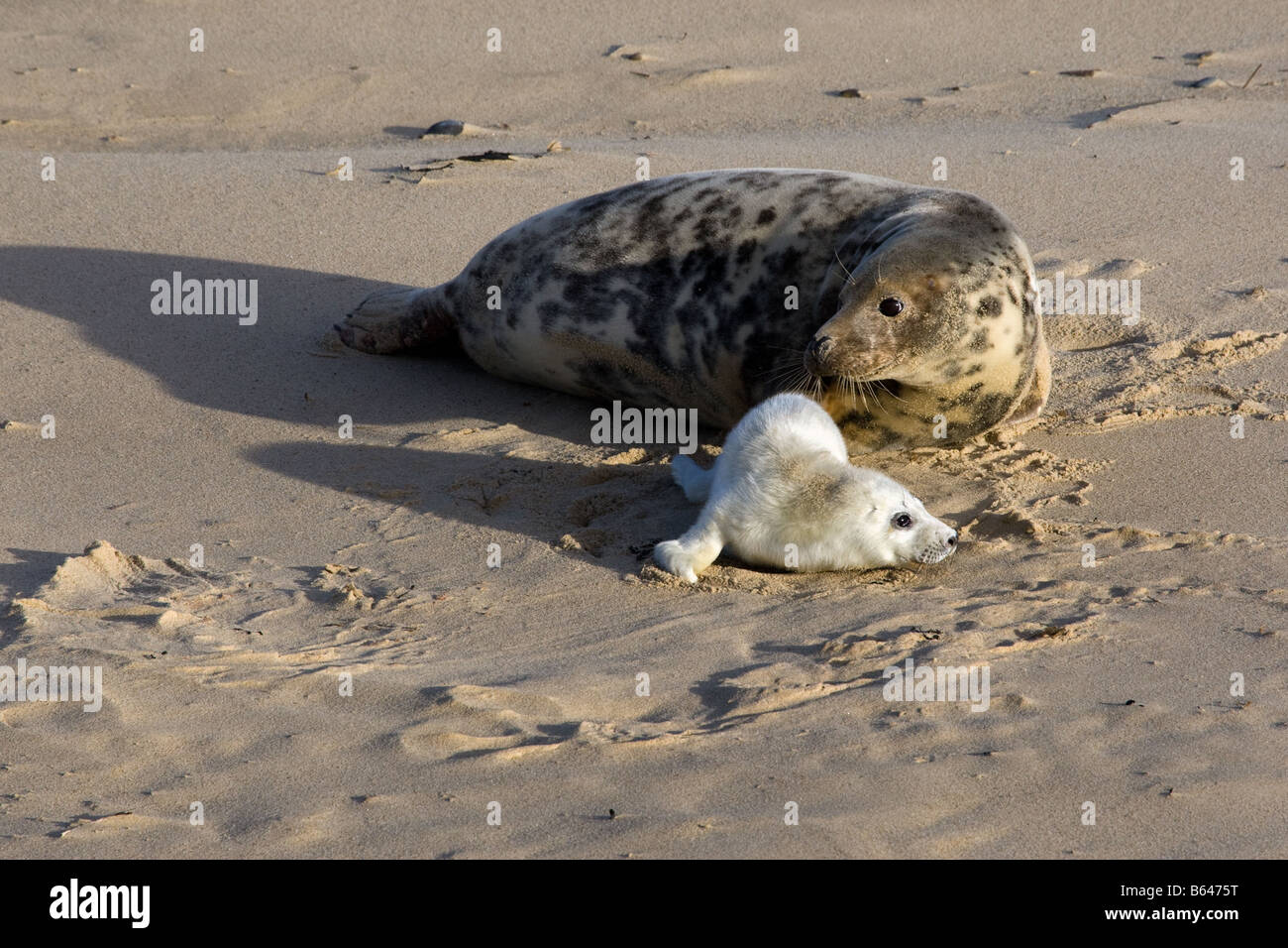 Kegelrobben und Pup am Sandstrand, Norfolk Stockfoto
