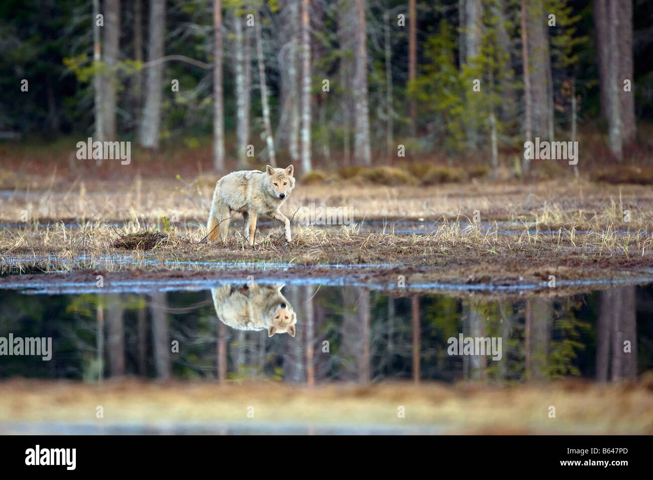 Finnland, Kuikka See, in der Nähe von Kuhmo. Grauer Wolf (Canis Lupus). Stockfoto