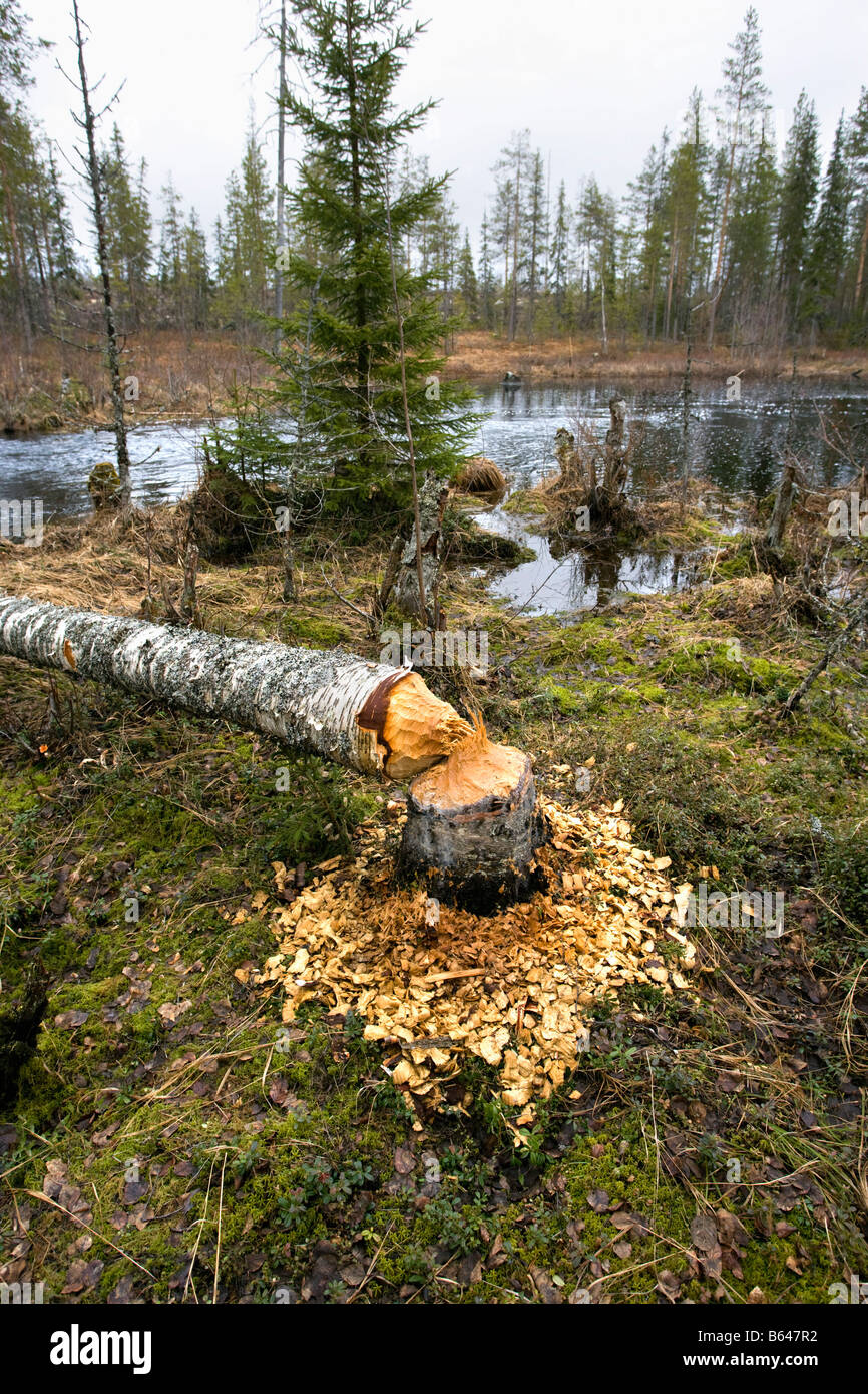 Finnland, Kuikka See, in der Nähe von Kuhmo. Ultima Taiga. Zentrum für Tourismus und Tierwelt, Stamm von europäischen Biber (Castor Fiber) gegessen Stockfoto
