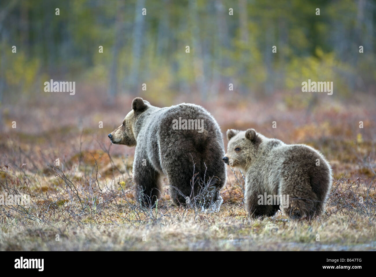 Finnland, Ruhtinansalmi, in der Nähe von Suomussalmi Wildlife Centre Martinselkonen Erakeskus. Braunbär. Ursus Arctos. Mutter und Jungtier. Stockfoto