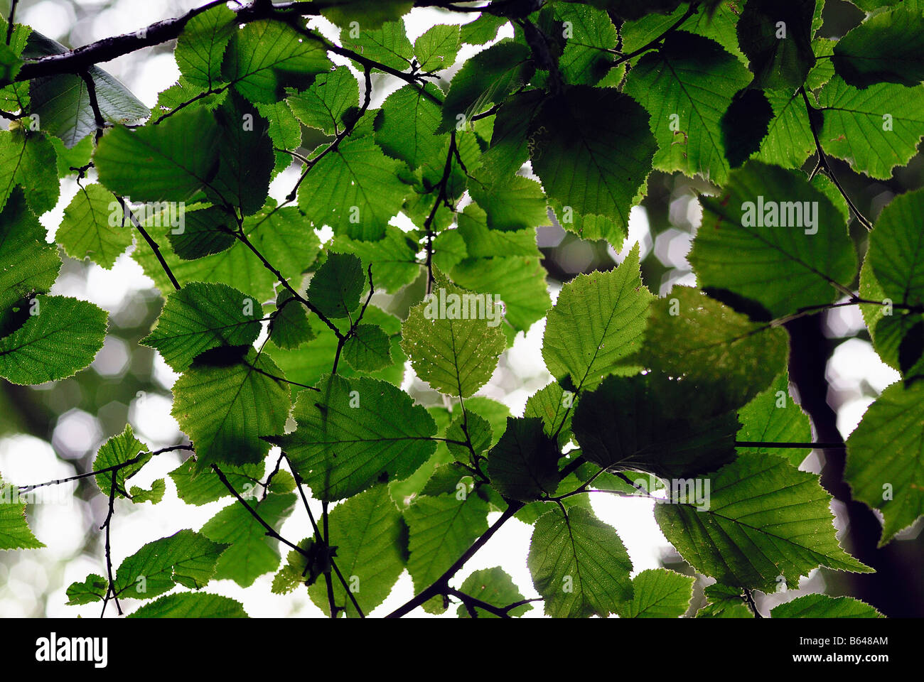 Blätter eines Baumes Stockfoto