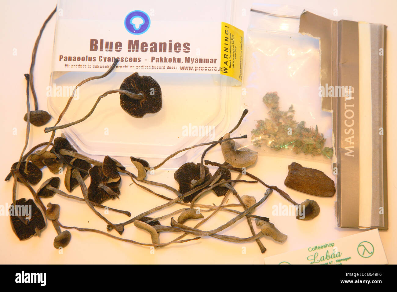 psilocybin-cubensis-fotos-und-bildmaterial-in-hoher-aufl-sung-alamy