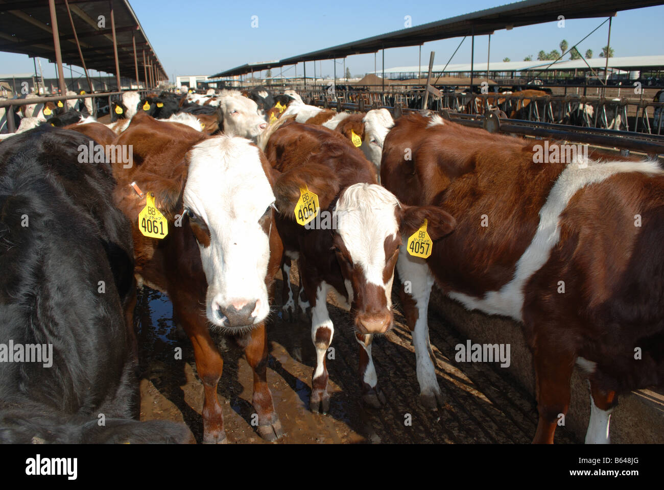 Diese Jahr alt Milchkühe sind ein 3-Wege Kreuz Holstien Montbeliarde und schwedischen Rot Stockfoto