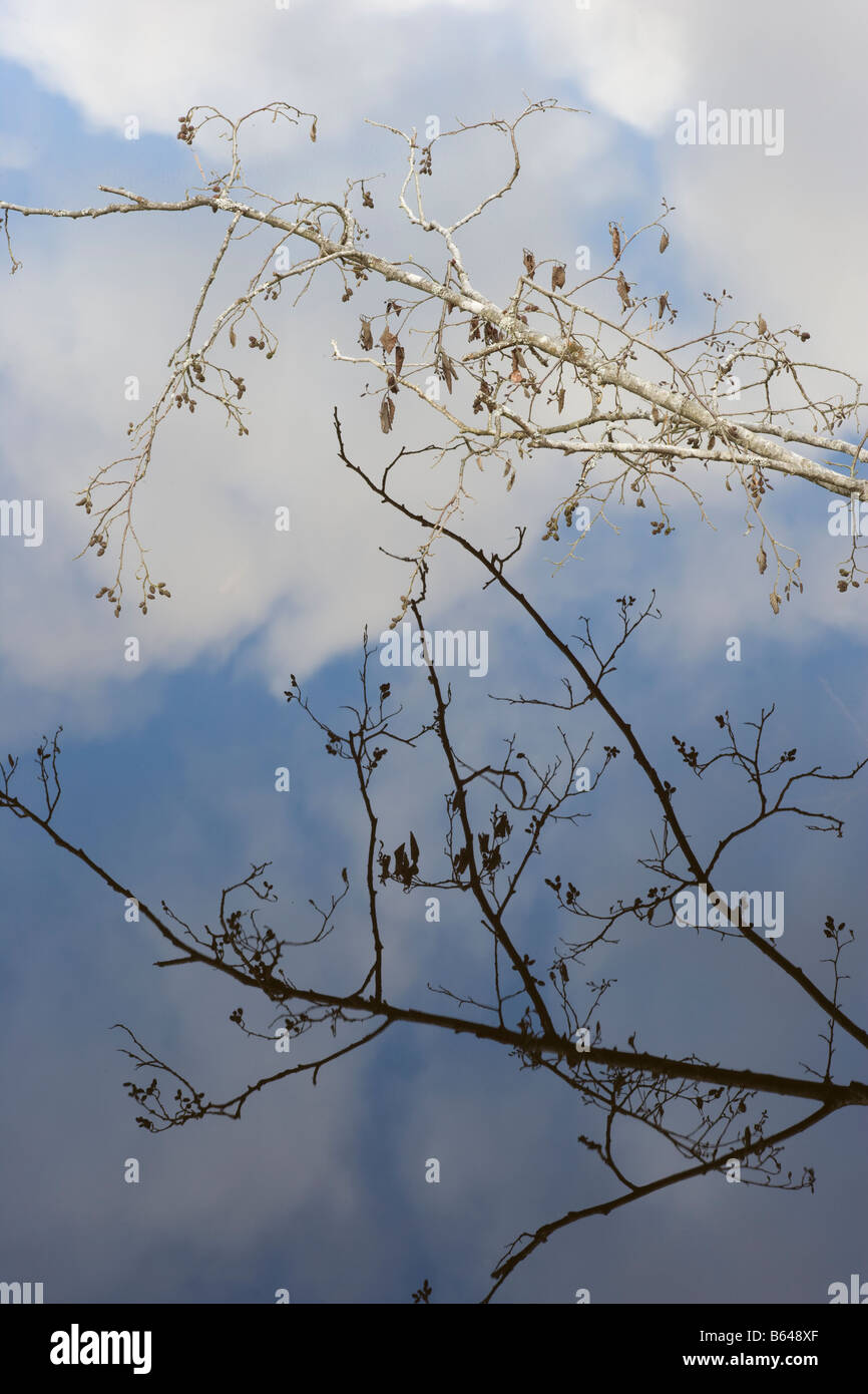 Graue Erle Zweig und Reflexion Stockfoto