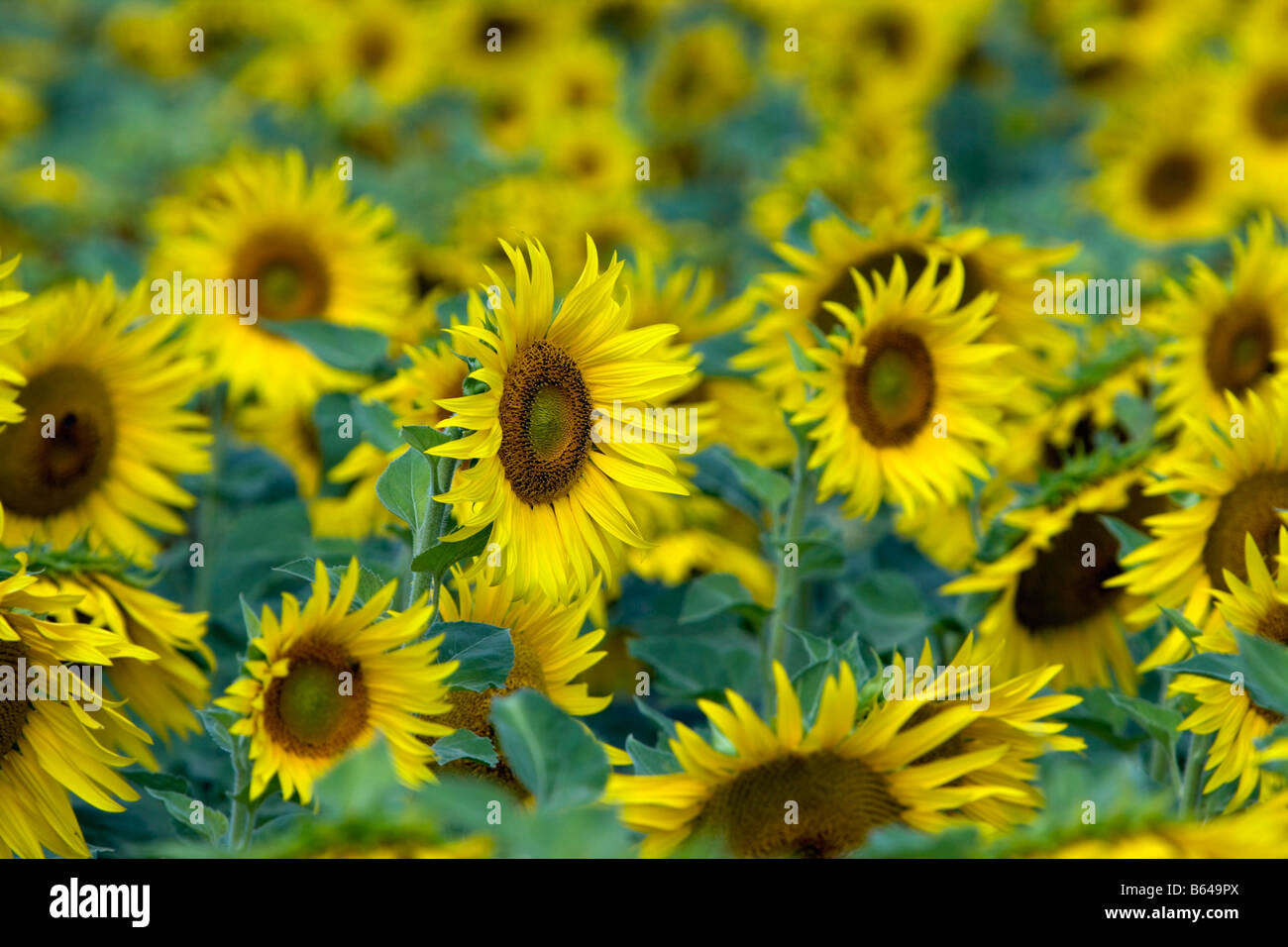 Frankreich, in der Nähe von Beaune, Burgund, Feld von Sonnenblumen. Stockfoto