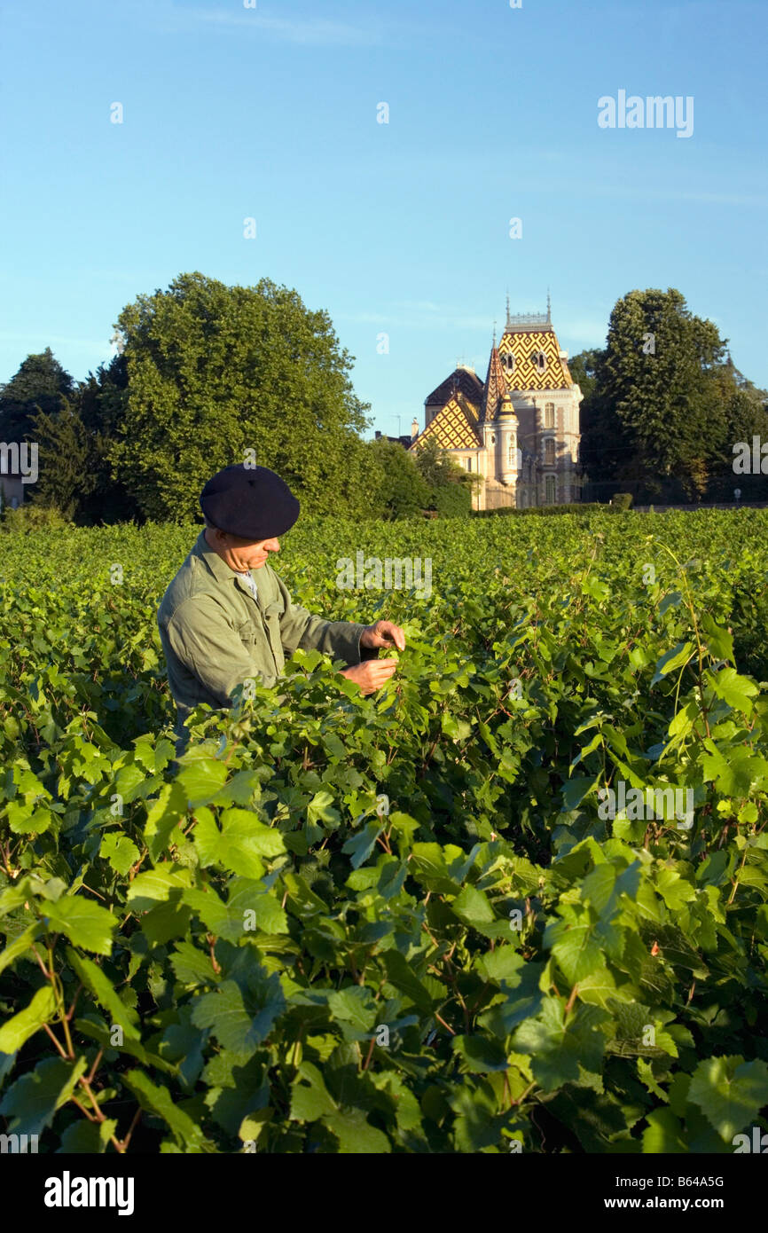 Frankreich, in der Nähe von Beaune, Burgund, Dorf: Afoxe-Corton. Burg: Andre Corton. Weingut. Stockfoto