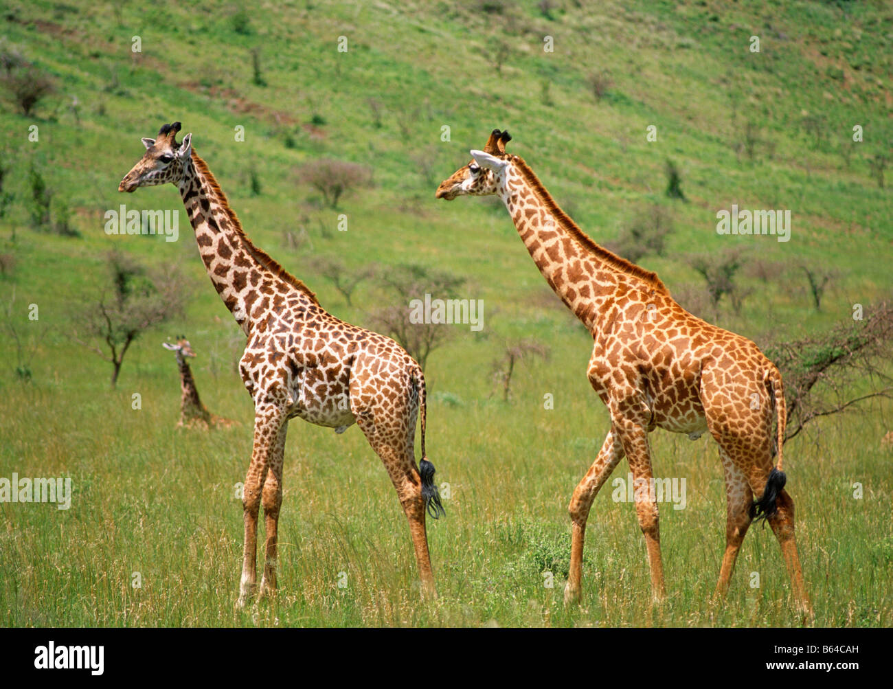 Erwachsenen Giraffe Familienspiel Tsavo East Park Kenia in Ostafrika Stockfoto