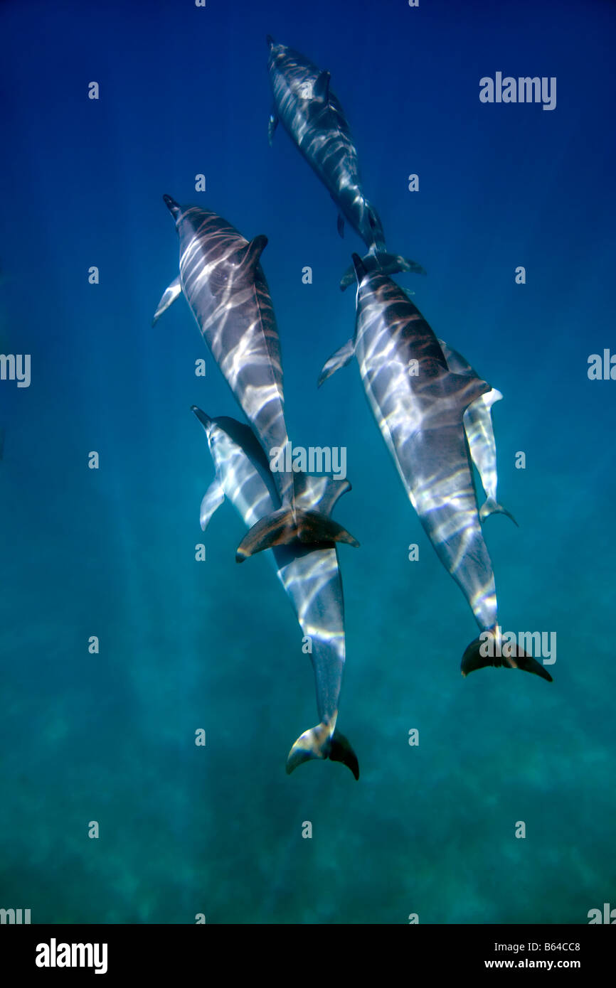 Spinner Delfinen Maui, Hawaii. Stockfoto