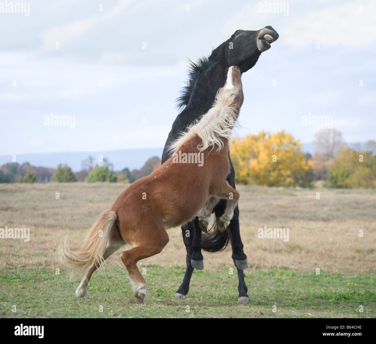 Maultier und Pony Freunde spielen bei stolzen Geist Horse Rescue Arkansas Stockfoto