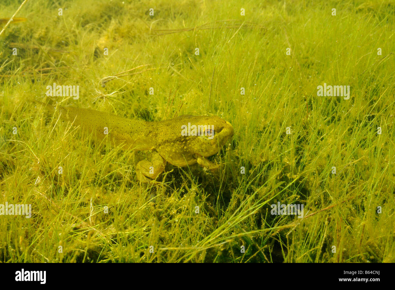 Amerikanischer Ochsenfrosch Rana Catesbeiana Vermont Stockfoto