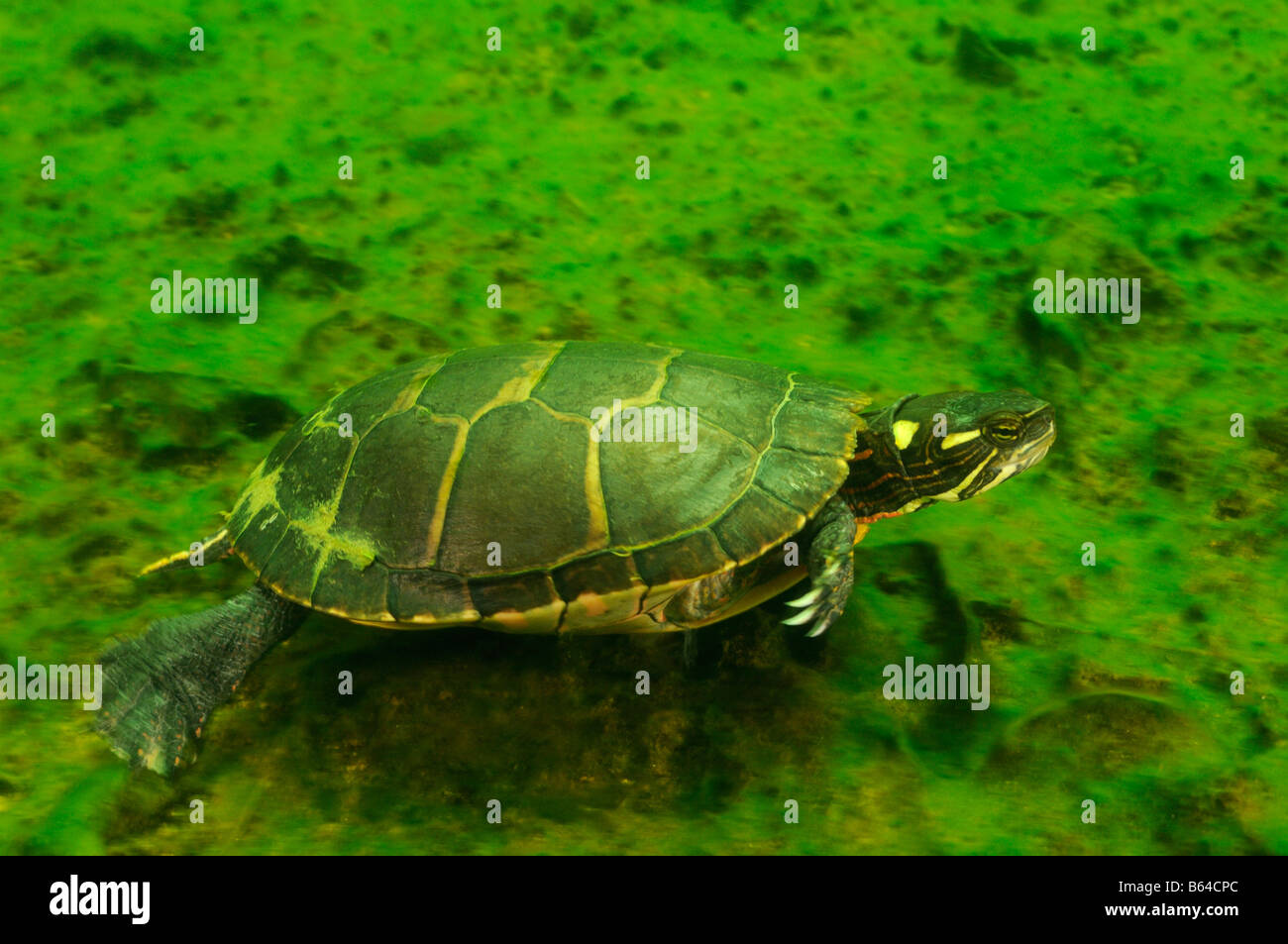 Gemalte Schildkröte Chrysemys Picta Vermont Stockfoto