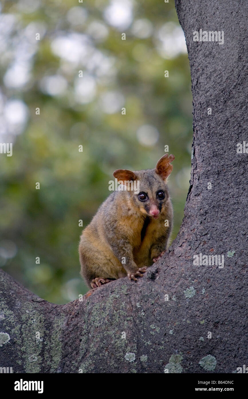 Australien, Sydney, Possum (Begriffsklärung) im Baum (Ficus Macrophylla). Stockfoto