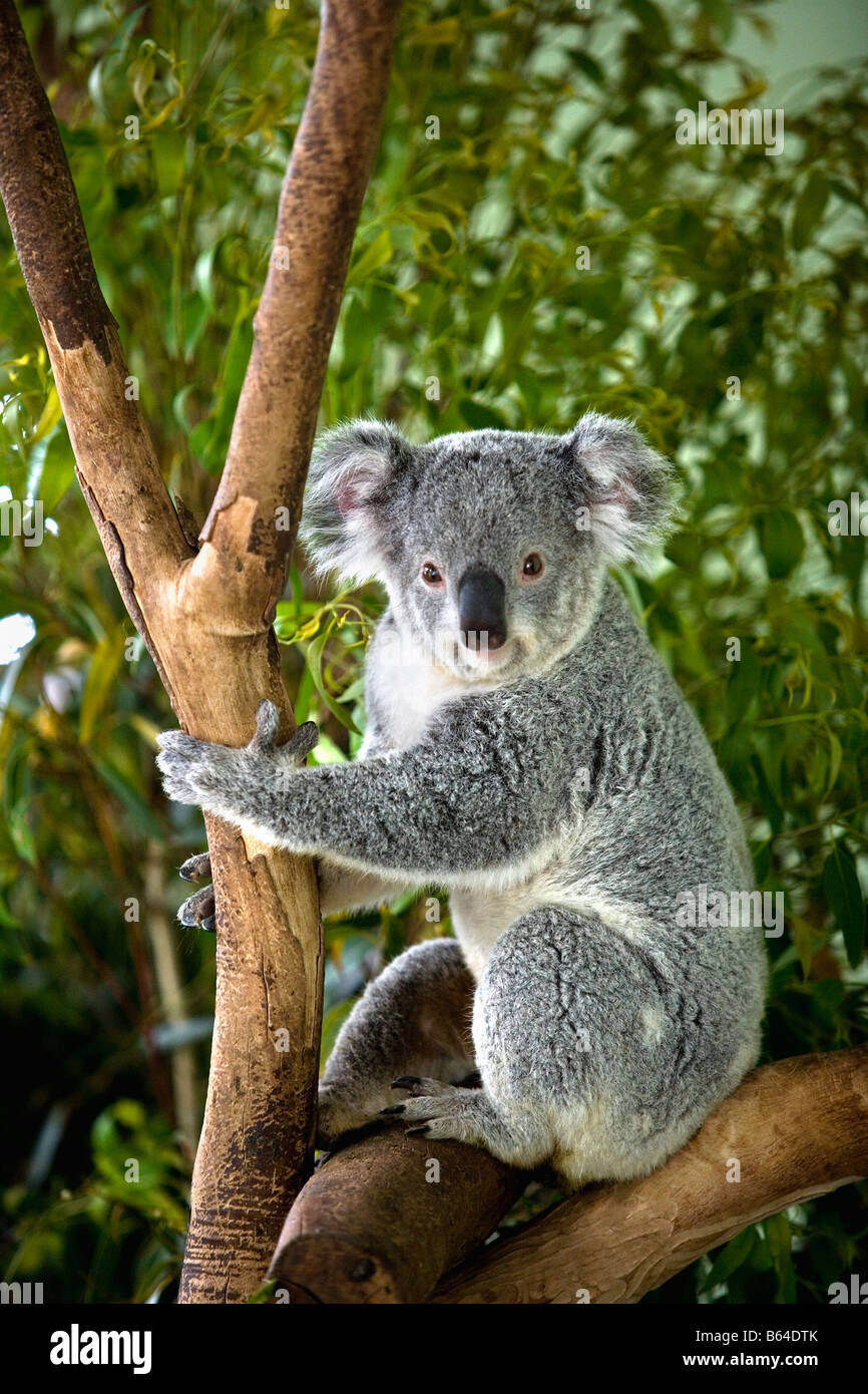 Australien, in der Nähe von Sydney. Featherdale Wildlife Park. Koala, [Phascolarctos Cinereus] Stockfoto