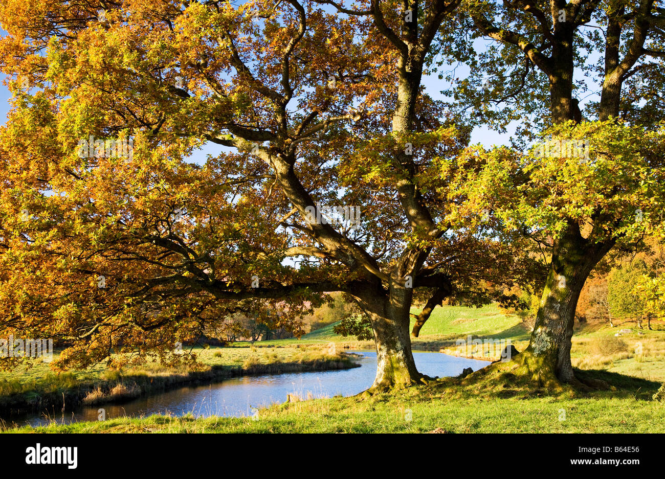 Zwei Bäume mit Herbstlaub an den Ufern des Flusses Brathay in Lake District National Park, Cumbria, England, Großbritannien Stockfoto