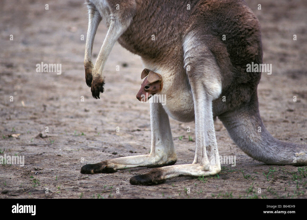 Holland, die Niederlande, Emmen. Zoo: Noorder Dierenpark. Westliche graue Känguru. (Macropus Fuliginosos). Stockfoto