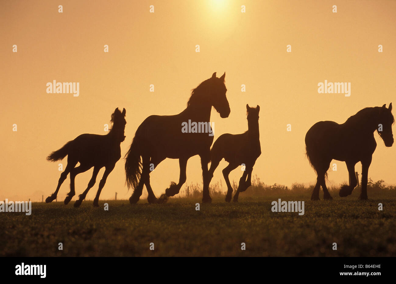 Holland, die Niederlande, Eeserveen. Friesenpferde. Stockfoto