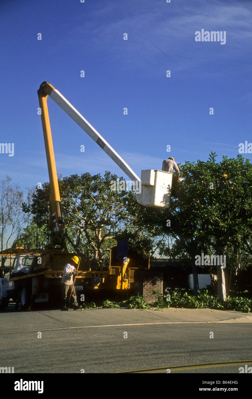 Mann in der Hubarbeitsbühne Lift Maschine stutzt Bäume Stockfoto