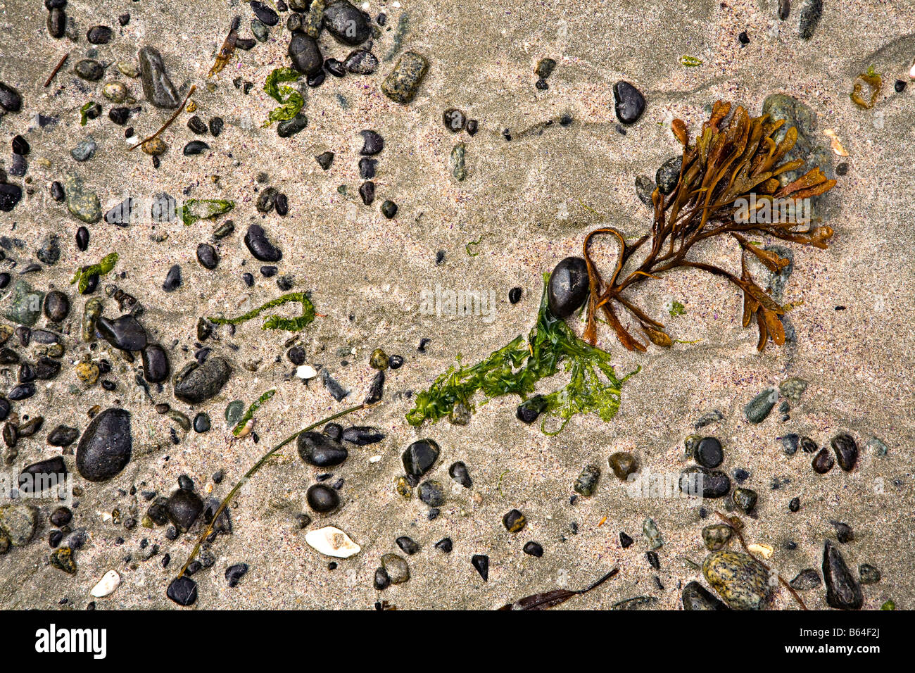 Algen und Steine am Brady Beach Vancouver Island Kanada Stockfoto