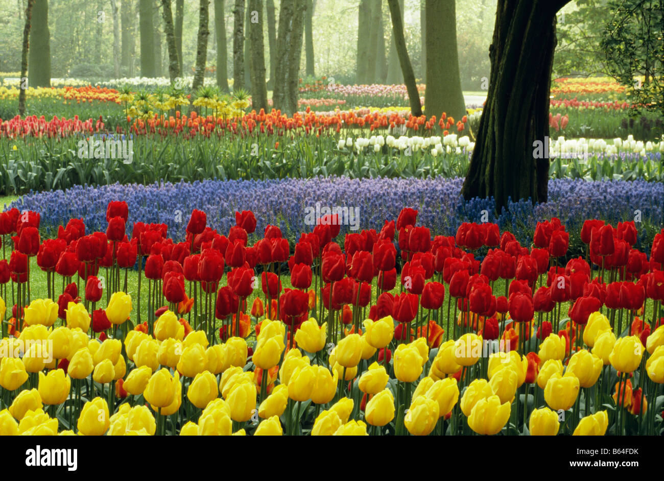 Die Niederlande, Lisse. Flower Gardens genannt De Keukenhof. Tulpen. Stockfoto
