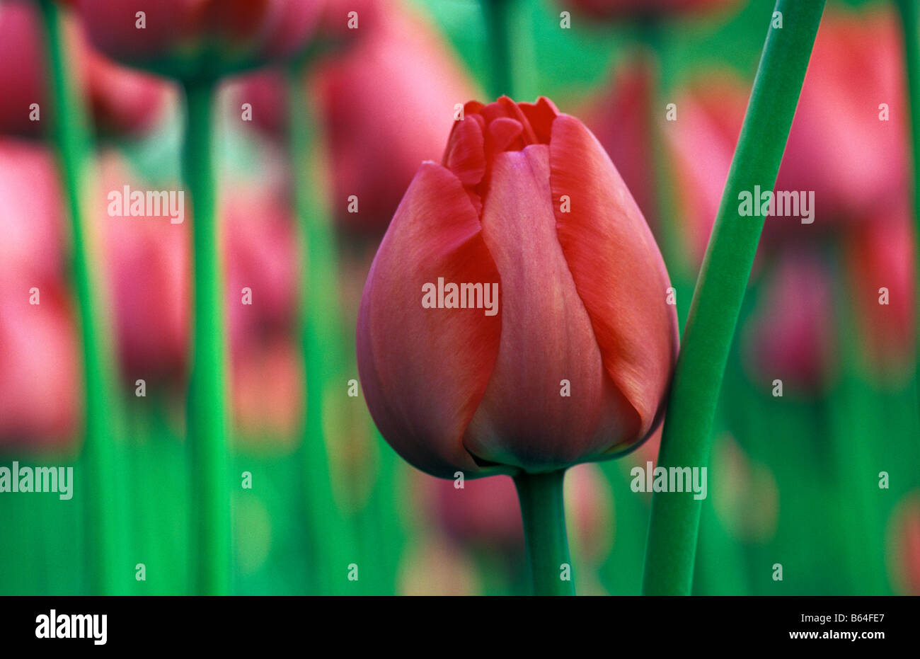 Holland, die Niederlande, Lisse. Blumengärten genannt: De Keukenhof. Tulpen. Stockfoto