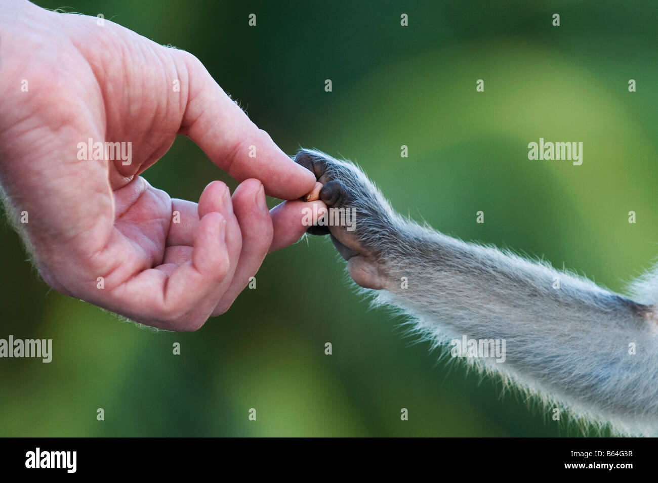 Bonnet Macaque Affen Hand nehmend Erdnüsse aus einer menschlichen Hand. Andhra Pradesh, Indien Stockfoto