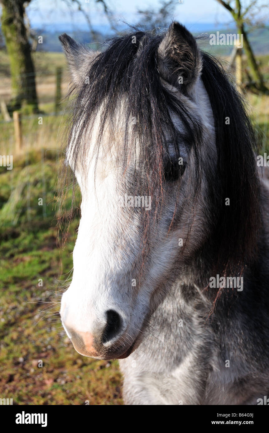 Nahaufnahme eines Welsh Mountain Ponys Black Mountains Carmarthenshire Wales Stockfoto