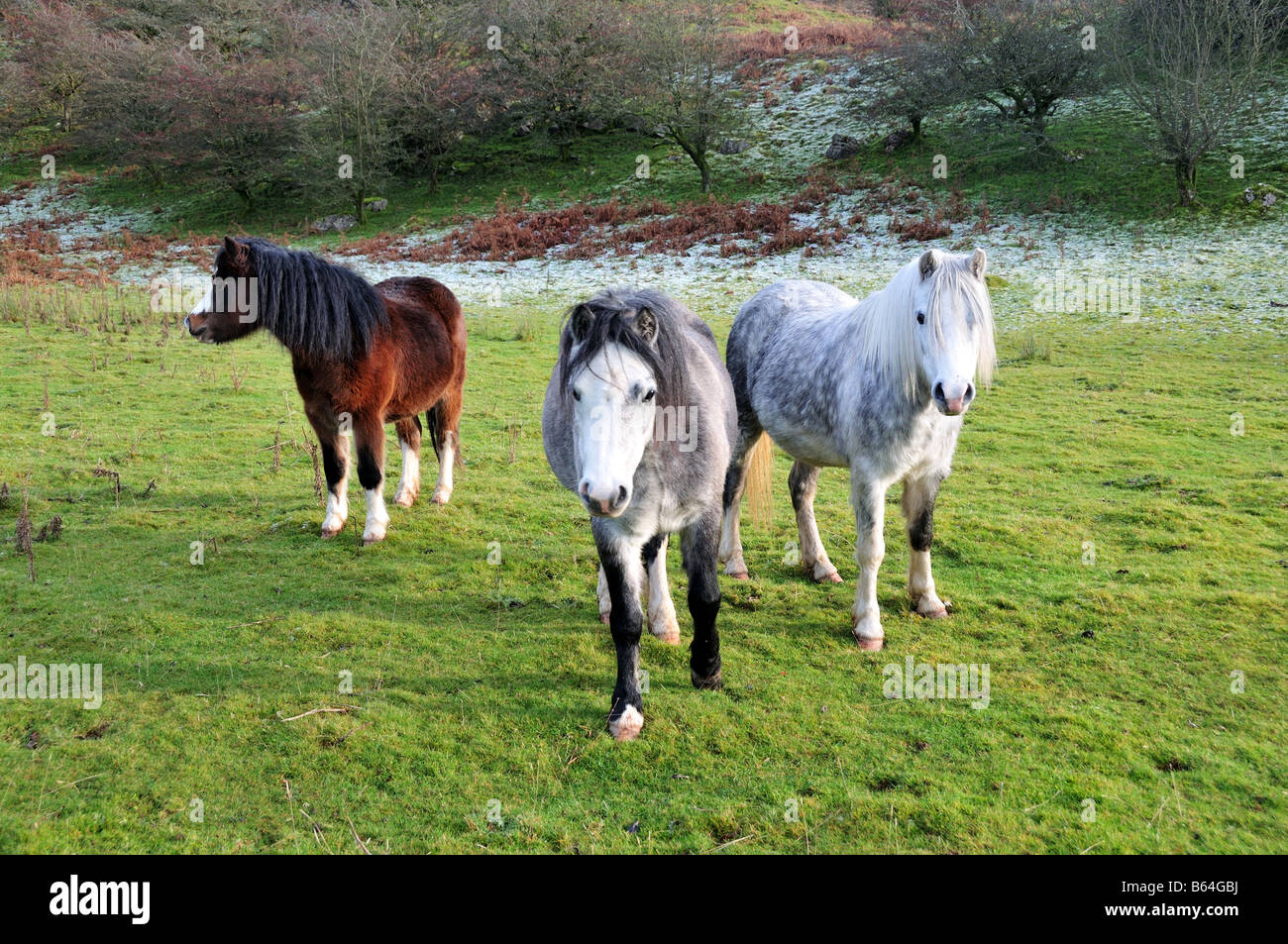 Welsh Mountain Ponys Black Mountains Carmarthenshire Wales Stockfoto