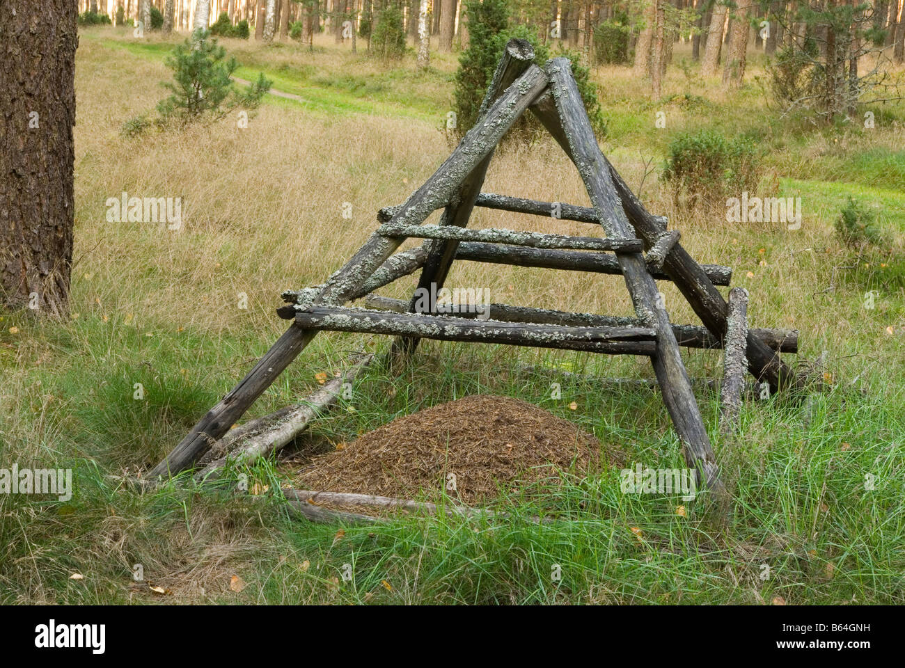 Ameisenhaufen mit Zaun Stockfoto