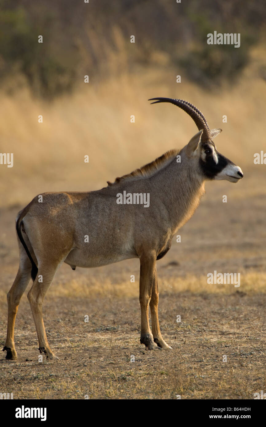 Roan Antilope Portrait, Mahenga Game Reserve, Namibia Stockfoto