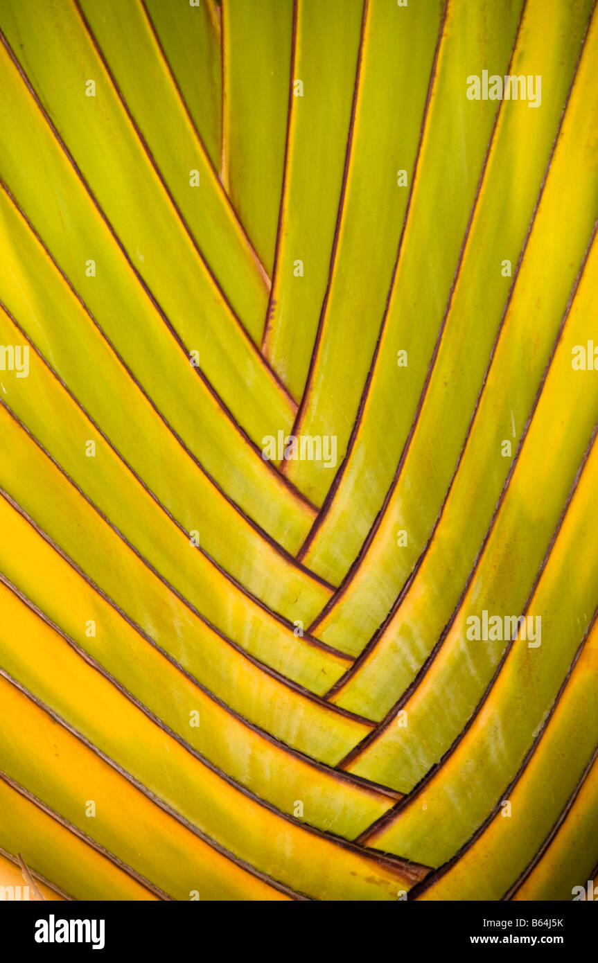 Karibik Dominikanische Republik Detail Palme Stockfoto
