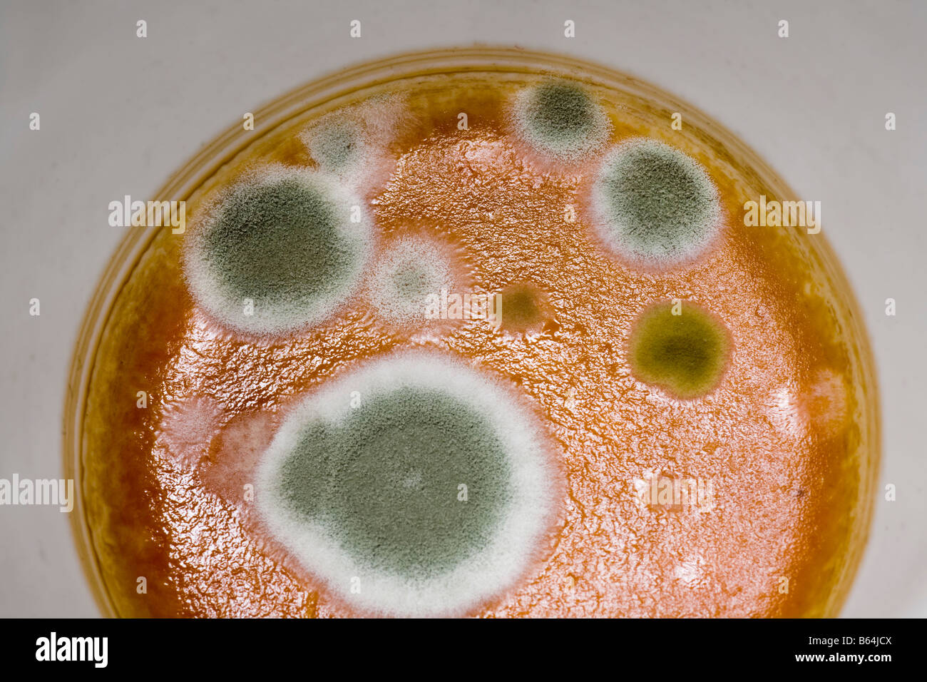 Penicillin-Schimmel wächst in einem ungewaschenen Kaffeetasse Stockfoto