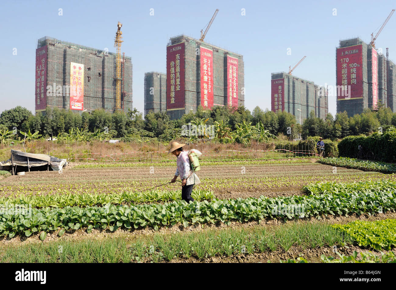 Ein Bauer aus Gemüse Bereich vor neu erbaute Apartment-Türme, Dongguang, Guangdong, China. 30. Dezember 2008 Stockfoto