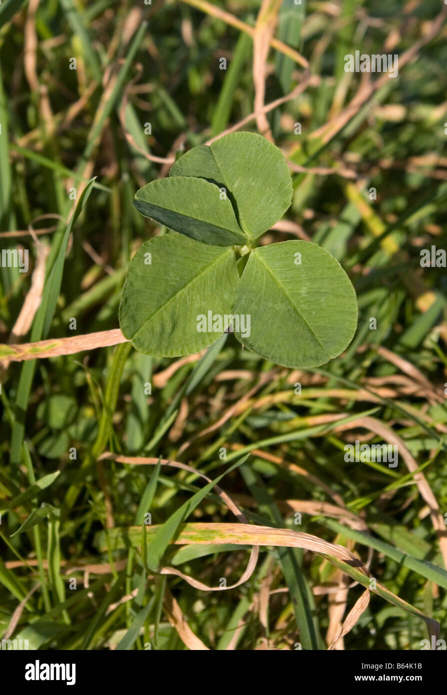Vierblättriges Kleeblatt Stockfoto